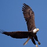11SB7676 American Bald Eagle